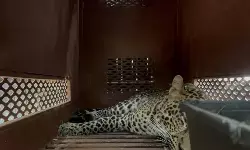 Kapolsek: Evakuasi macan tutul masuk hotel Bandung makan waktu 3 jam