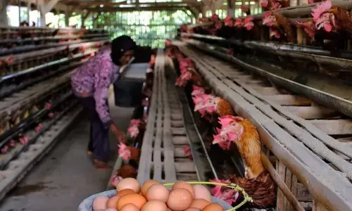 BPS: Harga telur ayam ras naik di 175 kabupaten/kota BPS: Harga telur ayam ras naik di 175 kabupaten/kota