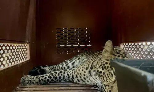 BBSKSDA rehabilitasi macan tutul masuk hotel ke Cikananga Sukabumi BBSKSDA rehabilitasi macan tutul masuk hotel ke Cikananga Sukabumi