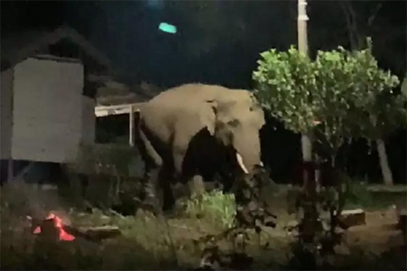 BKSDA Aceh kerahkan tim tangani gajah masuk permukiman warga BKSDA Aceh kerahkan tim tangani gajah masuk permukiman warga