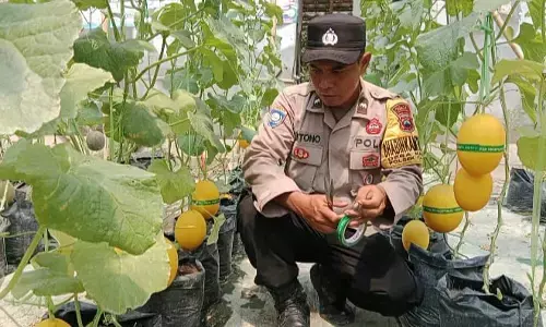 Dukung ketahanan pangan, polisi Talang tanam harapan lewat kebun produktif