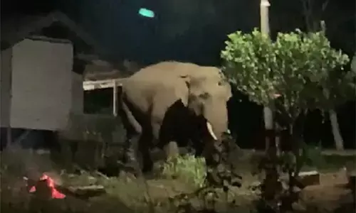 BKSDA Aceh kerahkan tim tangani gajah masuk permukiman warga BKSDA Aceh kerahkan tim tangani gajah masuk permukiman warga