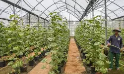 Pemkot Jaktim gencarkan penghijauan