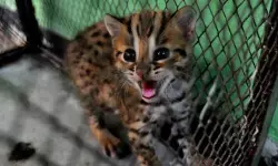 Polisi buru pelaku penjualan kucing kuwuk Polisi buru pelaku penjualan kucing kuwuk