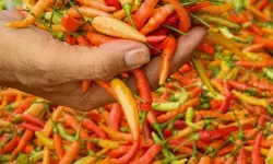 Pemkab Lumajang bentuk kluster cabai untuk jaga pasoka dan harga