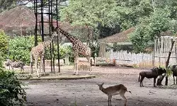 YMT minta Wali Kota Bandung beri kepastian soal masa depan Bandung Zoo YMT minta Wali Kota Bandung beri kepastian soal masa depan Bandung Zoo