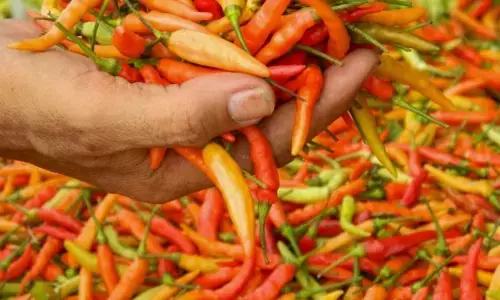 Pemkab Lumajang bentuk kluster cabai untuk jaga pasoka dan harga Pemkab Lumajang bentuk kluster cabai untuk jaga pasoka dan harga