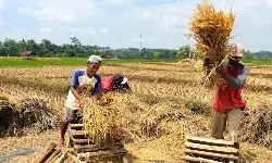 Pengamat: Kebijakan pertanian di era Presiden Prabowo semakin stabil