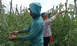 Harga tomat di lereng Merapi anjlok, petani mengeluh karena merugi
