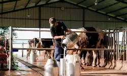 Pakar sebut susu dalam Program MBG angkat perekonomian peternak lokal Pakar sebut susu dalam Program MBG angkat perekonomian peternak lokal