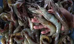 Cemaran radioaktif Cikande, KKP pastikan tidak ada penghentian ekspor udang ke AS