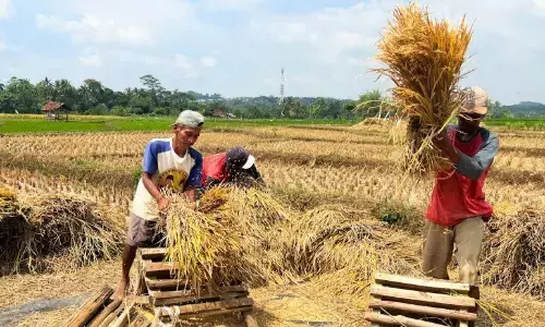 Pengamat: Kebijakan pertanian di era Presiden Prabowo semakin stabil Pengamat: Kebijakan pertanian di era Presiden Prabowo semakin stabil