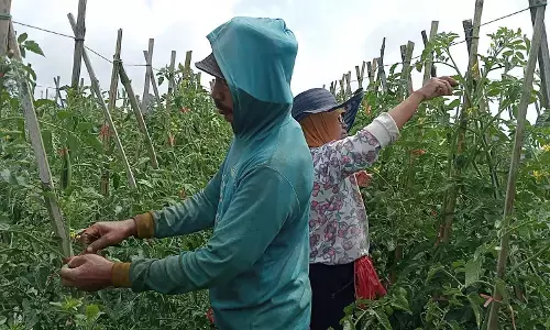 Harga tomat di lereng Merapi anjlok, petani mengeluh karena merugi Harga tomat di lereng Merapi anjlok, petani mengeluh karena merugi
