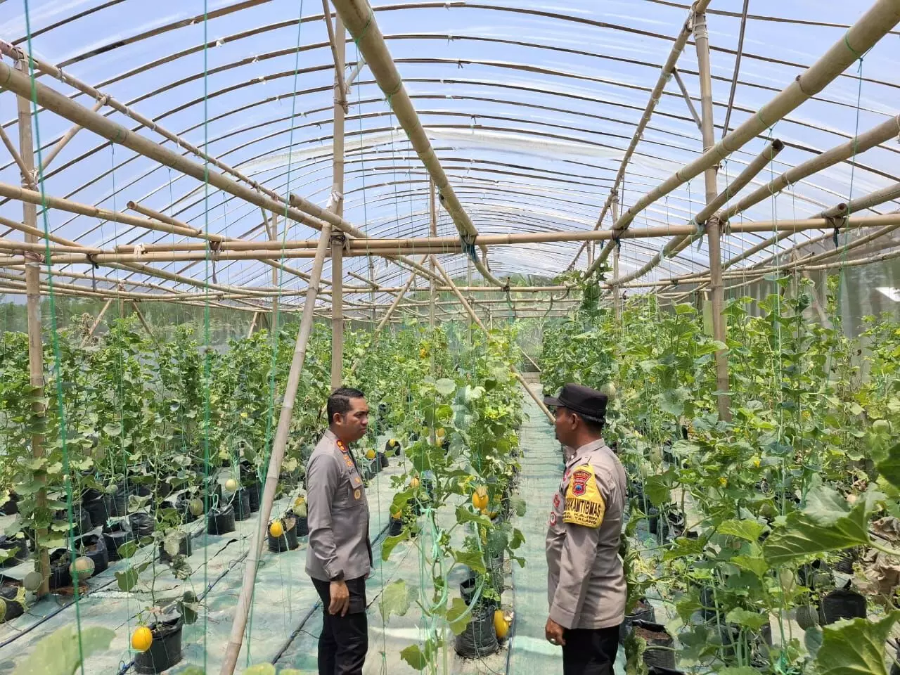 Dukung ketahanan pangan, Kapolres Tegal tinjau kebun melon Aipda Mistono Dukung ketahanan pangan, Kapolres Tegal tinjau kebun melon Aipda Mistono
