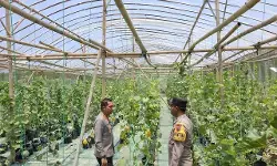 Dukung ketahanan pangan, Kapolres Tegal tinjau kebun melon Aipda Mistono