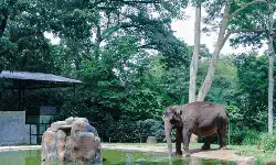 Pemkot Bandung: YMT wajib penuhi legalitas sebelum Bandung Zoo dibuka Pemkot Bandung: YMT wajib penuhi legalitas sebelum Bandung Zoo dibuka