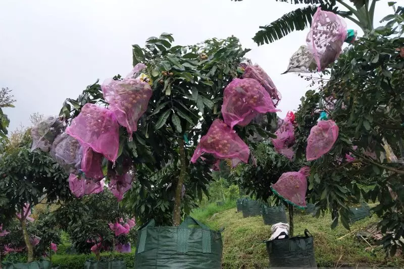 Arah Pengembangan Buah Indonesia Arah Pengembangan Buah Indonesia