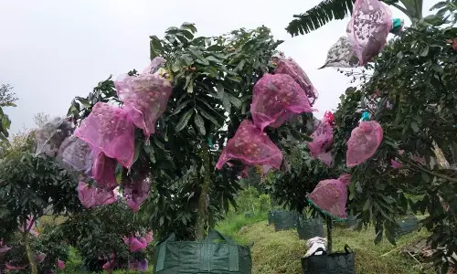 Arah Pengembangan Buah Indonesia Arah Pengembangan Buah Indonesia