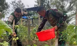 Satgas Yonif 521/DY dorong ketahanan pangan di Napua Jayawijaya Satgas Yonif 521/DY dorong ketahanan pangan di Napua Jayawijaya