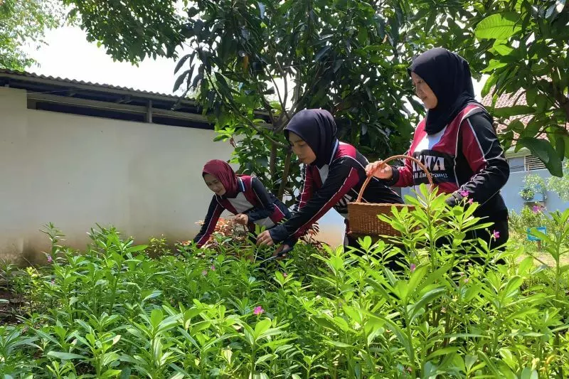 Dukung ketahanan pangan, warga binaan Lapas Tangerang budidaya ginseng Dukung ketahanan pangan, warga binaan Lapas Tangerang budidaya ginseng