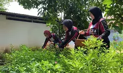 Dukung ketahanan pangan, warga binaan Lapas Tangerang budidaya ginseng