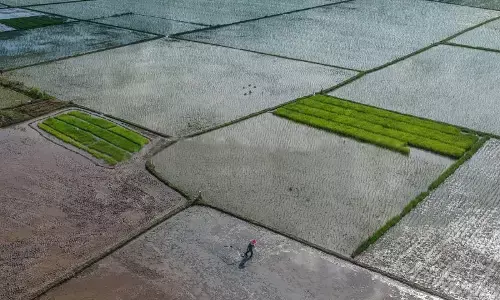 Mentan: Pemerintah tambah program cetak sawah untuk tekan harga beras Mentan: Pemerintah tambah program cetak sawah untuk tekan harga beras