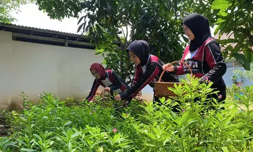 Dukung ketahanan pangan, warga binaan Lapas Tangerang budidaya ginseng Dukung ketahanan pangan, warga binaan Lapas Tangerang budidaya ginseng