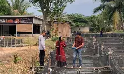 Caha Ciya Lele, bersama Elshinta Palembang dalam Program Suara Pangan Caha Ciya Lele, bersama Elshinta Palembang dalam Program Suara Pangan