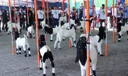 Pemkab Kudus gelar Kontes Embek 2025