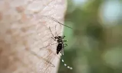 Islandia catat temuan nyamuk pertama sepanjang sejarah