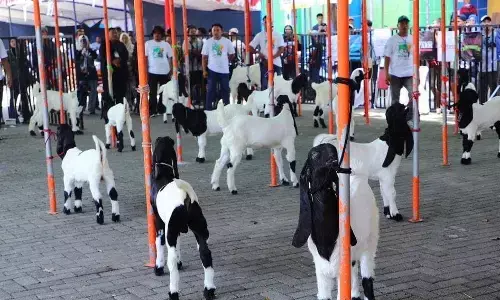Pemkab Kudus gelar Kontes Embek 2025 Pemkab Kudus gelar Kontes Embek 2025