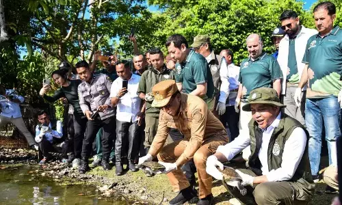 Menhut lepasliarkan 20 Kura-Kura Leher Ular Rote yang langka Menhut lepasliarkan 20 Kura-Kura Leher Ular Rote yang langka