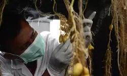 Pemulia tanaman garda depan ketahanan pangan nasional