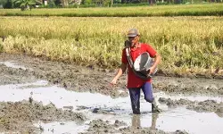 HKTI apresiasi penurunan harga pupuk bersubsidi hingga 20 persen