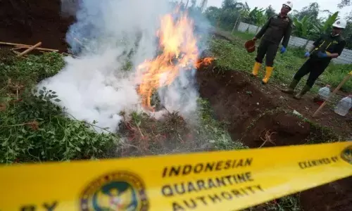 Ribuan tanaman cabai dan mentimun positif OPTK dimusnahkan Ribuan tanaman cabai dan mentimun positif OPTK dimusnahkan