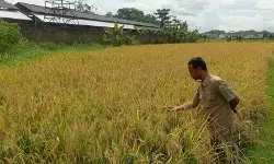 Penurunan harga pupuk bantu petani Lebak genjot produksi Penurunan harga pupuk bantu petani Lebak genjot produksi