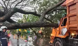 Pohon tumbang timpa truk, macetkan jalur Pantura Kudus-Pati berjam-jam