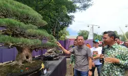 Sebanyak 555 bonsai berbagai daerah ramaikan pameran bonsai di Kudus Sebanyak 555 bonsai berbagai daerah ramaikan pameran bonsai di Kudus