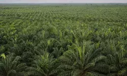 Pakar tekankan pentingnya audit independen untuk jamin data sawit