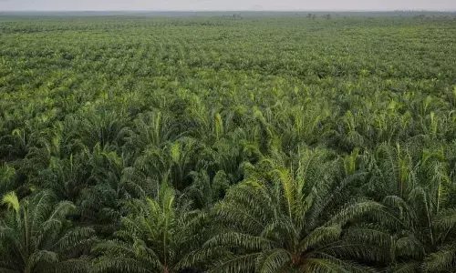 Pakar tekankan pentingnya audit independen untuk jamin data sawit