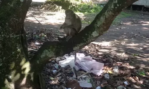Petani Lebak keluhkan tanaman pertanian diserang monyet