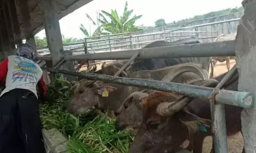 Pemkab Lebak optimalkan inseminasi buatan tingkatkan populasi kerbau Pemkab Lebak optimalkan inseminasi buatan tingkatkan populasi kerbau