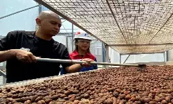 Sentuhan panas bumi menyajikan kopi Kamojang hingga mendunia Sentuhan panas bumi menyajikan kopi Kamojang hingga mendunia