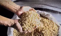 Perajin tahu tempe Lampung masih andalkan kedelai impor