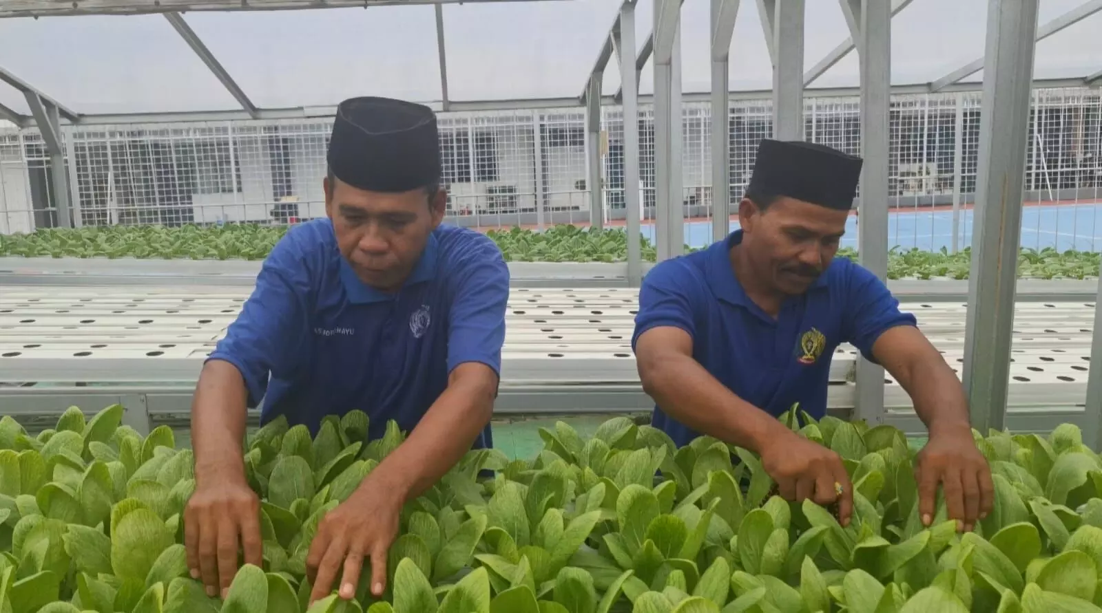 Menanam harapan di balik jeruji: Ketika Lapas Indramayu menyemai masa depan dengan hidroponik