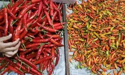 PIHPS: Harga cabai rawit Rp40.600/kg, telur ayam Rp31.500/kg