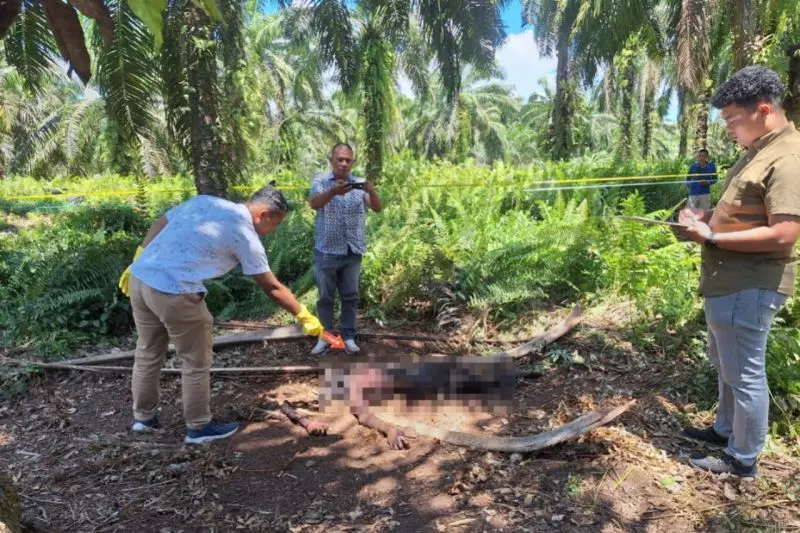Polres Pasaman Barat selidiki temuan mayat di kebun sawit Polres Pasaman Barat selidiki temuan mayat di kebun sawit