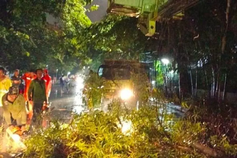 Pemprov DKI tanam pohon baru yang sesuai lingkungan kota Pemprov DKI tanam pohon baru yang sesuai lingkungan kota