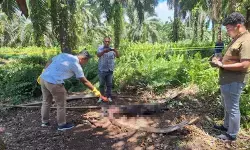 Polres Pasaman Barat selidiki temuan mayat di kebun sawit Polres Pasaman Barat selidiki temuan mayat di kebun sawit