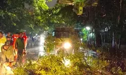 Pemprov DKI tanam pohon baru yang sesuai lingkungan kota Pemprov DKI tanam pohon baru yang sesuai lingkungan kota